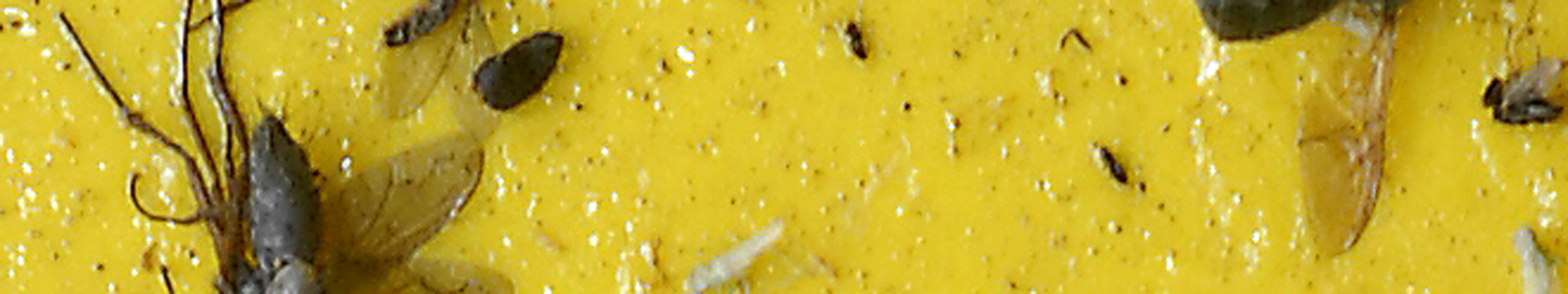 Insekten auf Gelbtafel ©Feuerbach